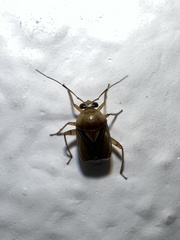 Miridae