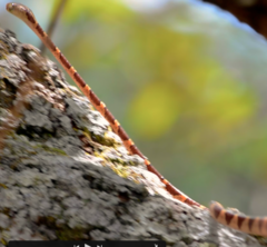 Imantodes lentiferus