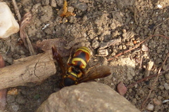 Euodynerus hidalgo hidalgo