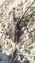 Urosaurus bicarinatus