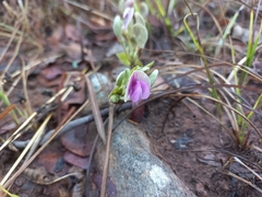 Dolichos lualabensis ufipaensis