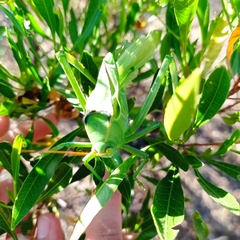 Stilpnochlora azteca