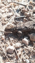 Urosaurus bicarinatus