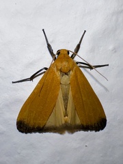 Noctuoidea