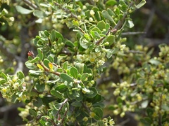 Condalia microphylla