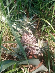 Ananas comosus
