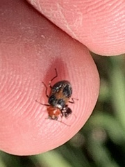 Collops quadrimaculatus