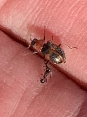 Collops quadrimaculatus