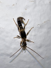 Diplatyidae