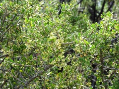 Condalia microphylla