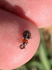 Collops quadrimaculatus