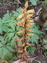 Orobanche