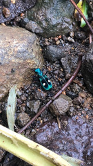 Pseudoxycheila tarsalis