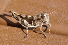 Melanoplus ponderosus
