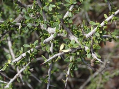 Condalia microphylla