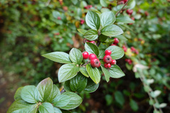 Cotoneaster simonsii