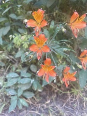 Alstroemeria ligtu simsii