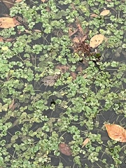 Hydrocotyle ranunculoides