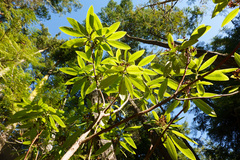 Rhododendron macrophyllum