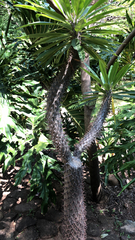 Pachypodium lamerei