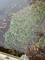 Hydrocotyle ranunculoides