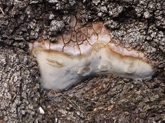 Fomitiporia punctata