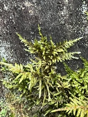 Pleurozium schreberi