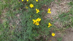 Bidens triplinervia