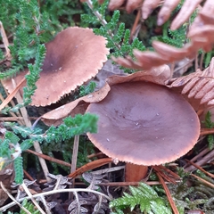 Lactarius hepaticus
