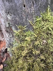 Pleurozium schreberi