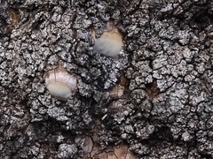 Fomitiporia punctata