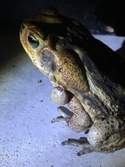 Rhinella