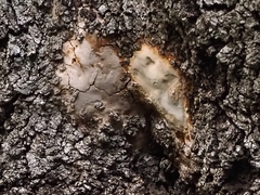 Fomitiporia punctata