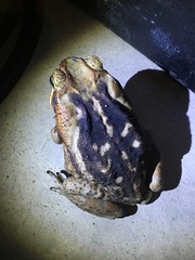 Rhinella
