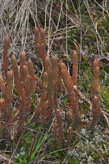Phlegmariurus