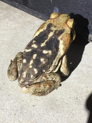 Rhinella
