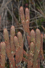 Phlegmariurus