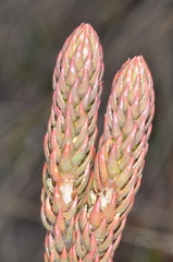 Phlegmariurus