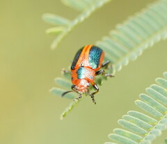 Calomela curtisi