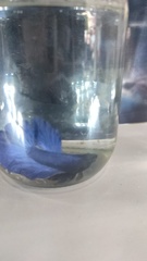 Betta