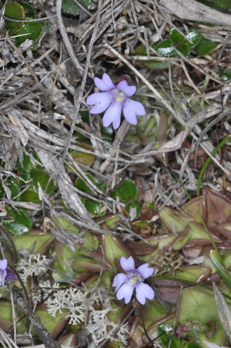 Pinguicula calyptrata (Pinguicula calyptrata)