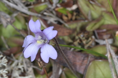 Pinguicula