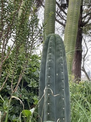 Trichocereus macrogonus