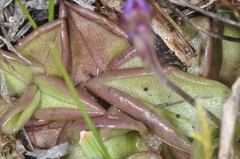 Pinguicula