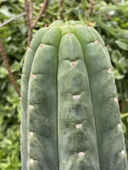 Trichocereus macrogonus