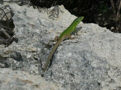 Podarcis waglerianus