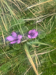 Gentianella cerastioides