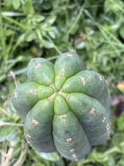 Trichocereus macrogonus