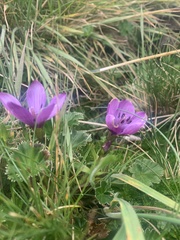 Gentianella cerastioides