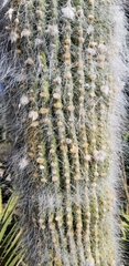 Cephalocereus senilis